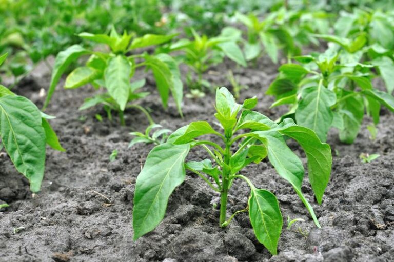 If Your Pepper Plants Drop Their Flowers in Late-Summer Heat, Night Temperatures Are Usually Behind It