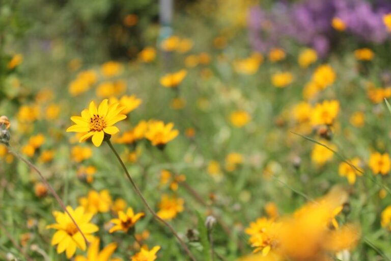 The Underrated Texas Native That Keeps Blooming Right Through the Water Restrictions While Everything Else Browns Out