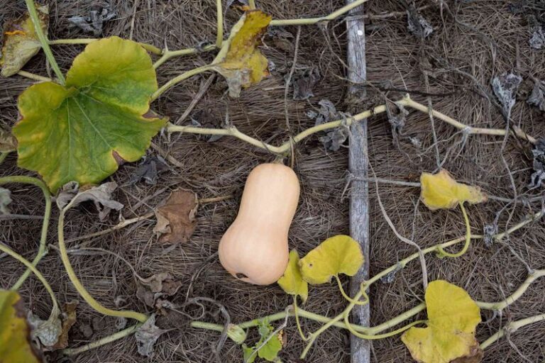 If Your Squash Vines Wilt and Collapse Overnight While the Fruit Still Looks Fine in Late-Summer Heat, Here Is Why