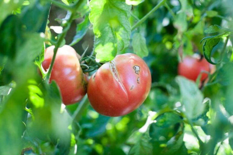 If Your Tomato Fruit Splits Open After a Late-Summer Watering Swing, Here Is Why