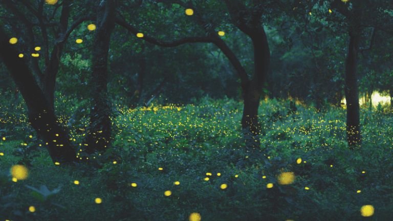 7 Florida Native Plants That Turn Your Fall Yard Into a Firefly Comeback Zone