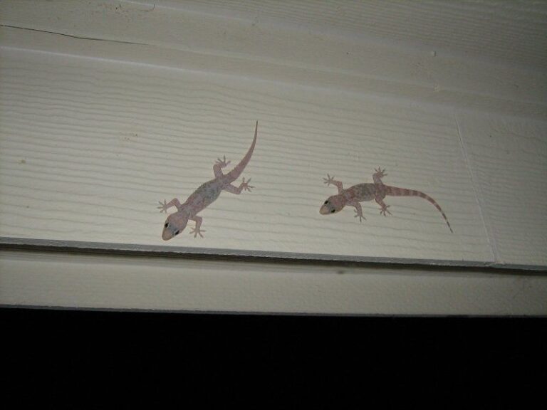 Living With a Porch Gecko in Texas: What It Actually Does for Roaches Around Your Home