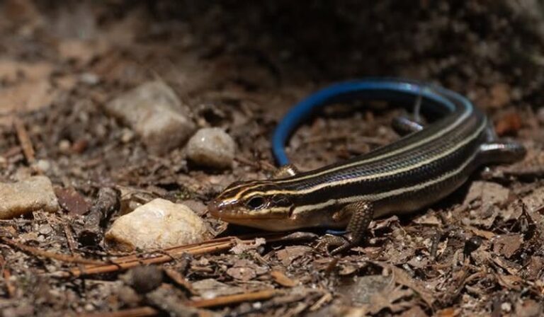 What It Really Means When Skinks Suddenly Take Over Your North Carolina Yard This Summer