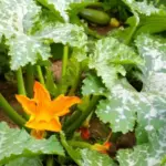 Zucchini Leaves Turning Silvery or Mottled? Check for These Causes Before You Spray