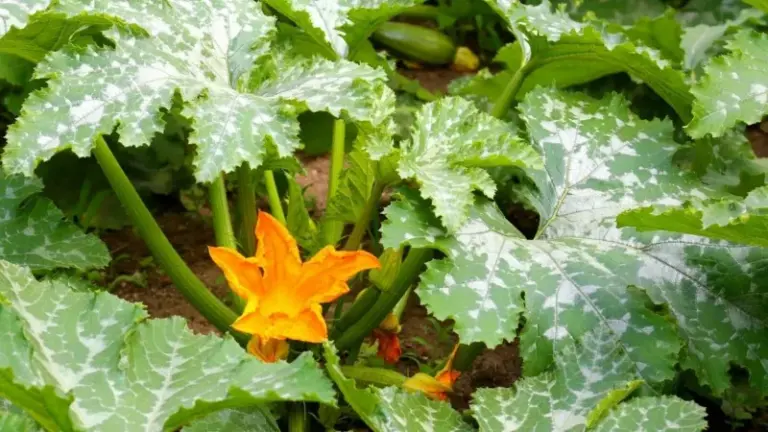 Zucchini Leaves Turning Silvery or Mottled? Check for These Causes Before You Spray