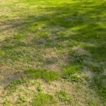 Your Lawn Grows Thin and Patchy No Matter What You Do – Here’s the Real Cause and How to Fix It