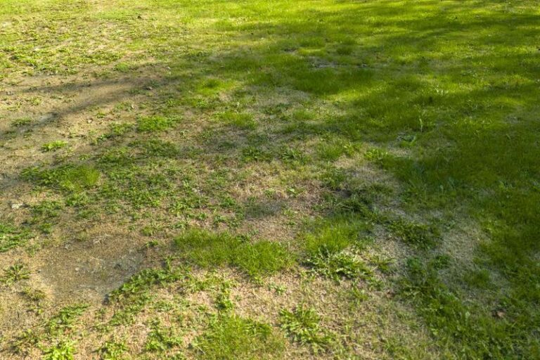 Your Lawn Grows Thin and Patchy No Matter What You Do – Here’s the Real Cause and How to Fix It