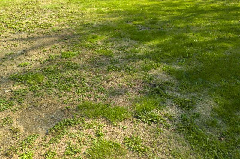 Your Lawn Grows Thin and Patchy No Matter What You Do – Here’s the Real Cause and How to Fix It