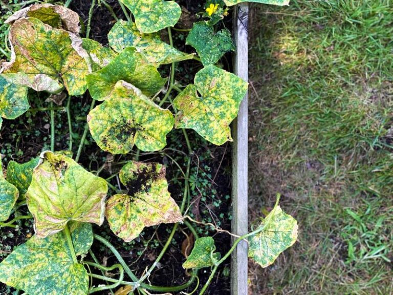If Your Cucumber Leaves Turn Yellow From the Bottom Up in Late-Summer Heat, Here Is Why