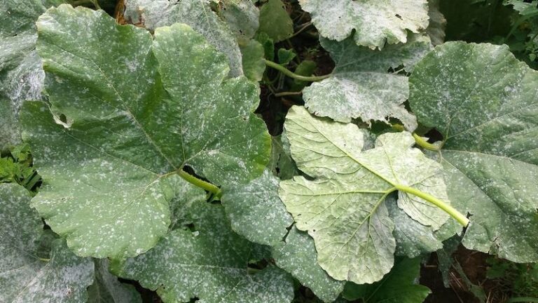 If Your Squash Leaves Show a White Powdery Coating in Late-Summer Heat, Powdery Mildew Is Usually Behind It
