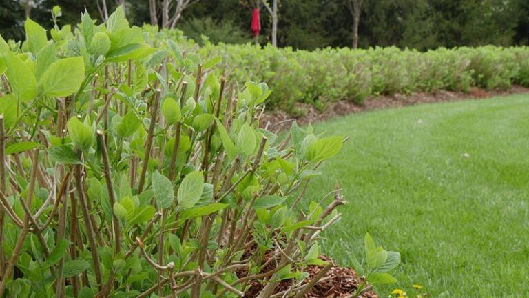 Your Hydrangeas Stopped Blooming and They’ve Been Telling You Why All Along – Here’s the Signal to Read