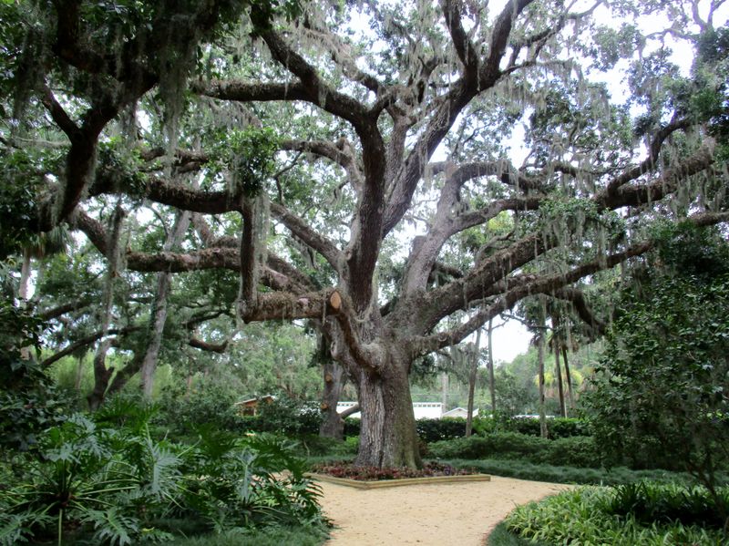 7 Fast-Growing Shade Trees South Floridians Plant Now to Drop Yard Temps 20 Degrees Below the Open Lawn