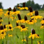7 Florida Native Plants That Deter Armadillos From Digging Up Your Lawn Every Night
