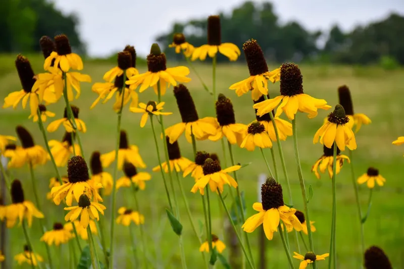 7 Florida Native Plants That Deter Armadillos From Digging Up Your Lawn Every Night