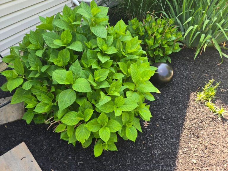 Your Hydrangeas Grow Big and Leafy This August but Skip the Blooms – Here’s the Feeding Slip Behind It