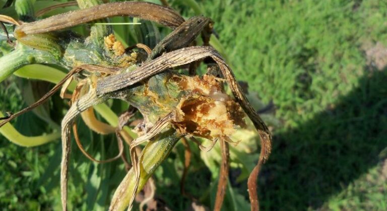 If Your Squash Plants Wilt and Sawdust Piles Up at the Stem in Late-Summer Heat, Squash Vine Borers Are Usually Behind It