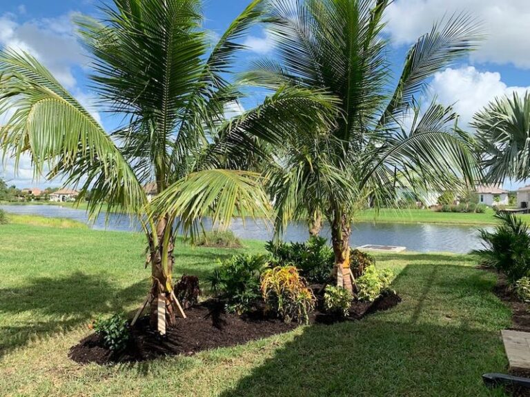 7 Florida Palm-Pruning Mistakes That Weaken Your Trees Right Before Hurricane Season Hits