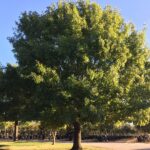 The Fast-Growing Texas Shade Tree That Cools Your Yard 20 Degrees If You Plant It This Fall