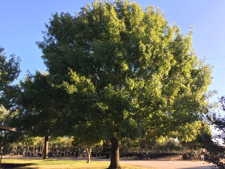 The Fast-Growing Texas Shade Tree That Cools Your Yard 20 Degrees If You Plant It This Fall
