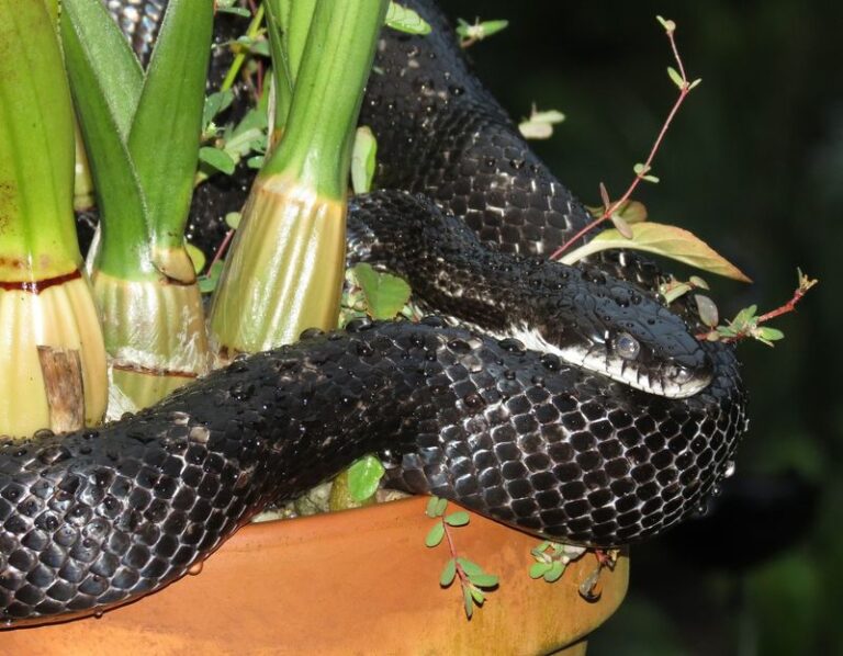What It Really Means When Black Snakes Keep Showing Up on Your North Carolina Porch After Every Rain
