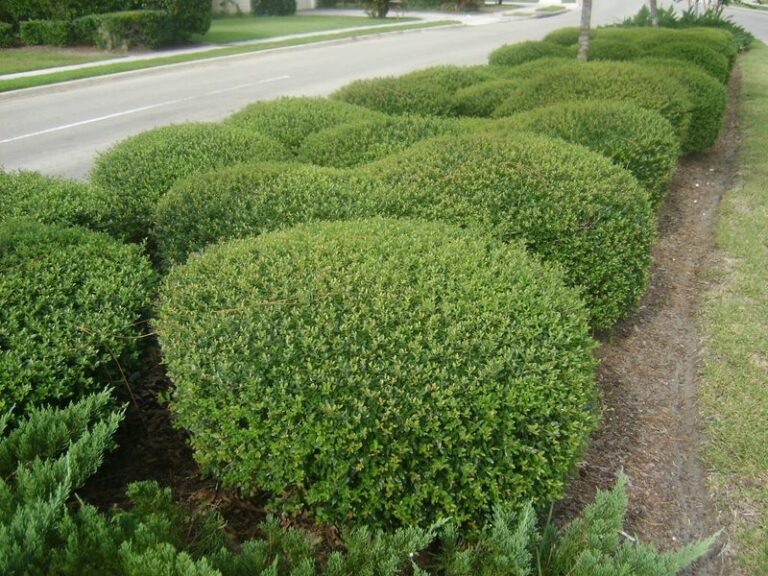 The Most Underrated North Carolina Native Shrub That Blocks Deer From Wrecking Your Backyard Beds