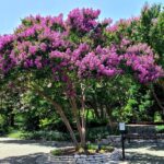 The One Thing You Must Do To Your Crape Myrtles In North Carolina Before August Is Over
