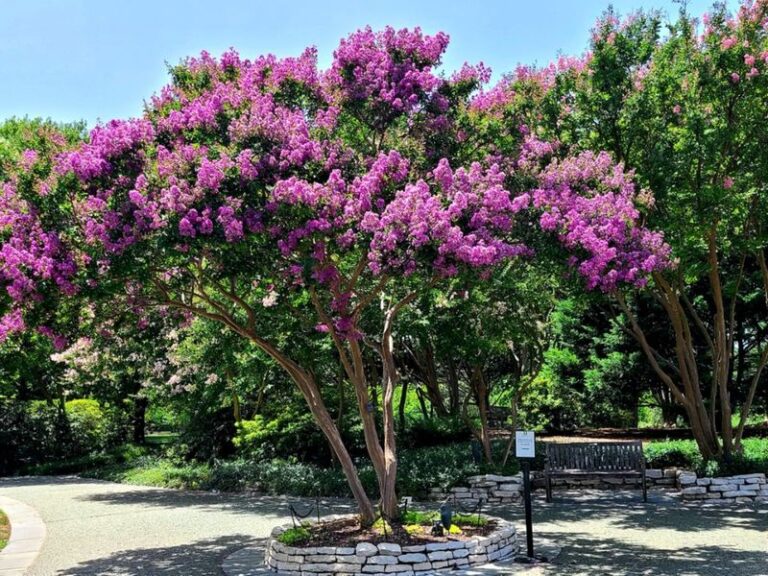 The One Thing You Must Do To Your Crape Myrtles In North Carolina Before August Is Over