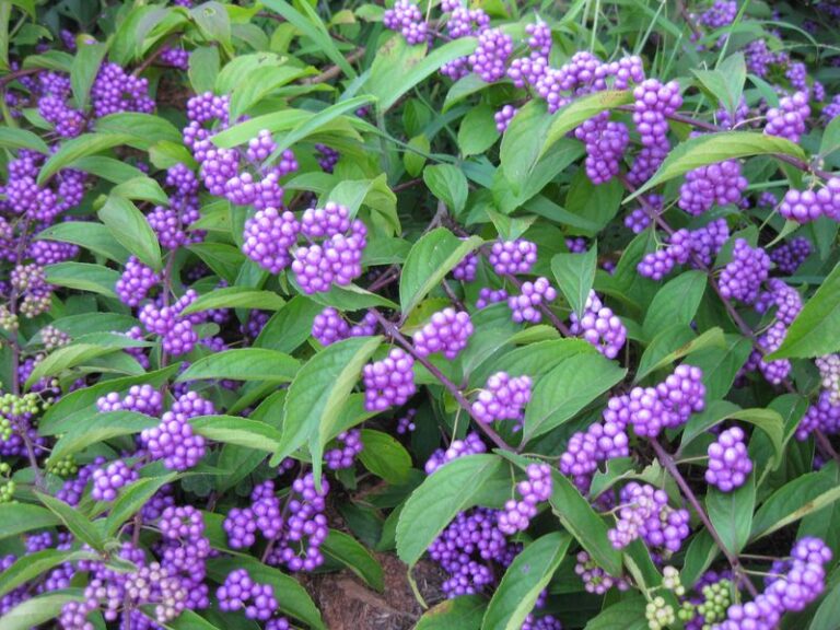 The Most Underrated North Carolina Native That Fills a Bare Fall Bed With Berries Birds Strip in Weeks