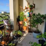 7 Florida Native Plants That Turn a Bare Patio Into a Spot Ticks and Mosquitoes Skip