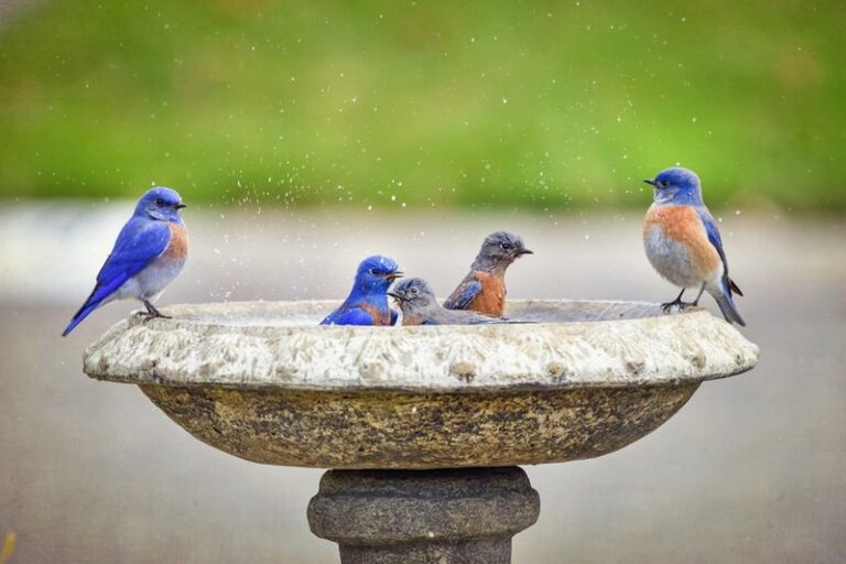 What It Really Means When Western Bluebirds Suddenly Return to Your California Yard, and the One Thing That Draws Them