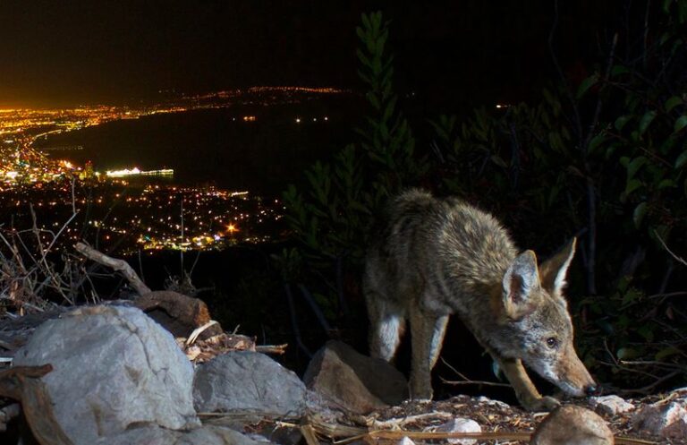 What It Really Means When Coyotes Start Slipping Into Your California Backyard, and the Reaction That Backfires