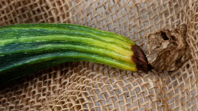 If Your Zucchini Sets Tiny Fruit That Rots at the Tip in Late-Summer Heat, Here Is Why