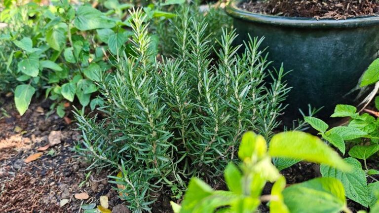 The Popular Patio Plant That Fans Claim Repels Ticks and Mosquitoes All Summer – Here’s What California Research Actually Found