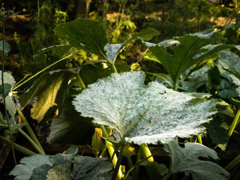 If your summer squash leaves suddenly show white powdery patches this August, one watering habit usually starts it