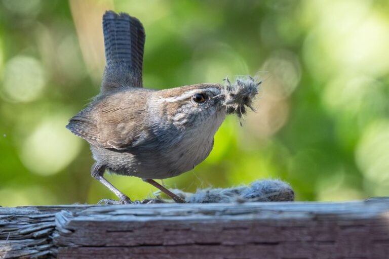 How To Support California Bewick’s Wrens That Quietly Eat the Caterpillars Chewing Your Vegetable Beds