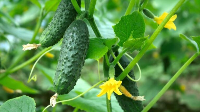 If your cucumbers turn bitter in August heat, the fix starts before you pick the first fruit