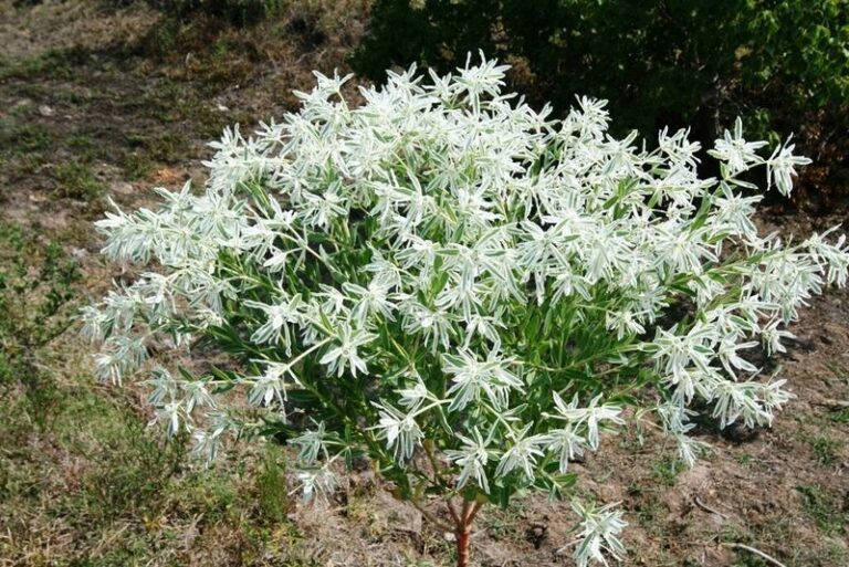 The Deep-Rooted Native Texas Flower That Thrives in Rock-Hard Clay Where Everything Else Fails