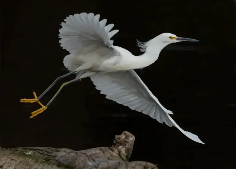 How To Support the California Snowy Egrets That Quietly Hunt the Slugs and Snails Out of Your Yard