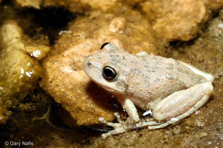 How To Support the California Tree Frogs That Quietly Silence the Mosquitoes Around Your Yard