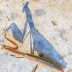 What It Really Means When Praying Mantises Take Over Your North Carolina Yard This Summer