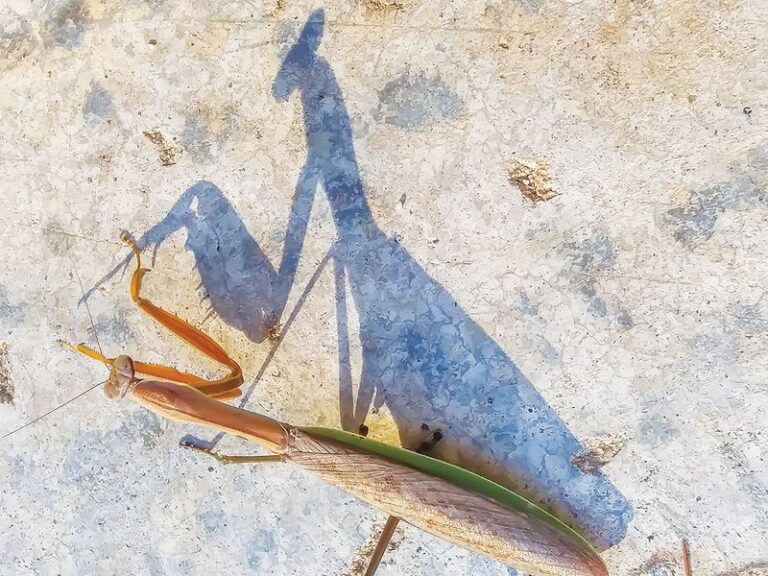What It Really Means When Praying Mantises Take Over Your North Carolina Yard This Summer