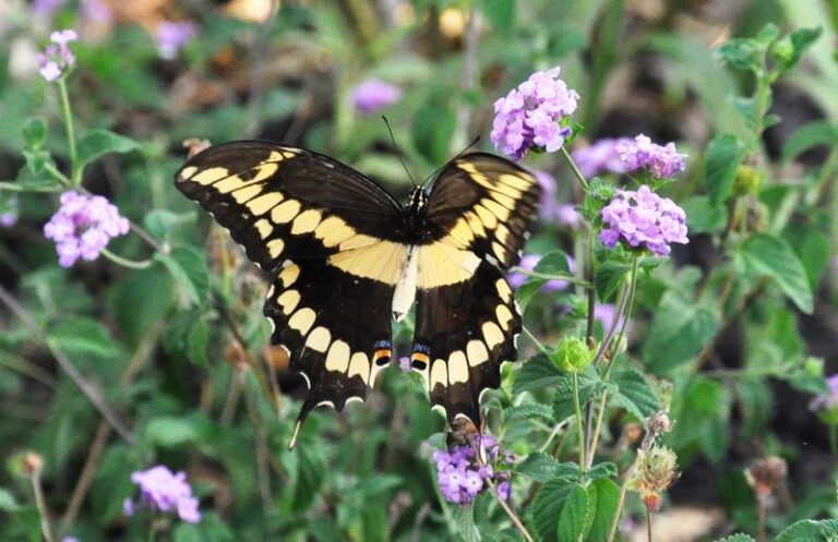 The Garden Habits That Bring Swallowtail Butterflies Back To Your Central Texas Yard Every Migration Season