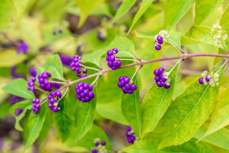 What North Carolina Gardeners Who Never Get Ticks Are Quietly Planting Along Their Wooded Edges