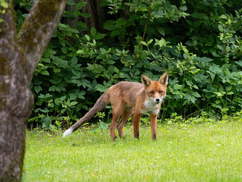 What It Really Means When A Fox Keeps Showing Up In Your North Carolina Yard This Summer