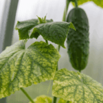 When Epsom Salt May Help Pale Cucumber Vines – and When It Cannot