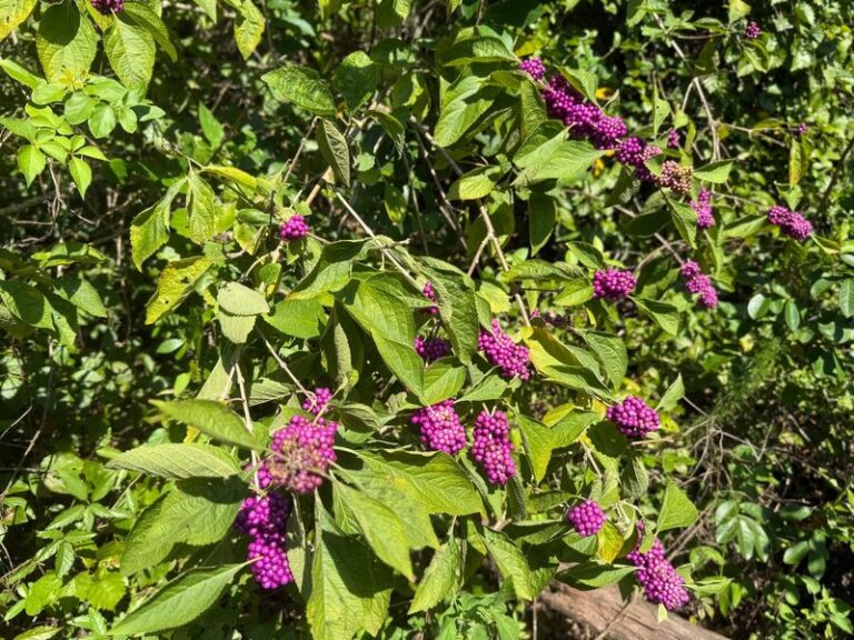 The Most Underrated North Carolina Native Shrub That Blocks Ticks Along Your Wooded Backyard Edge