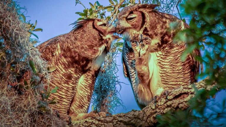 7 Florida Native Plants That Turn Your Yard Into a Nursery Owls Hunt for Rats Every Night