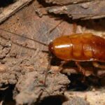 7 Florida Native Plants That Deter Roaches and Save You From Reaching for the Spray
