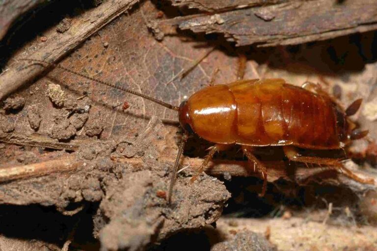 7 Florida Native Plants That Deter Roaches and Save You From Reaching for the Spray