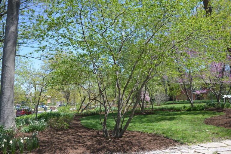 The Most Underrated North Carolina Native Tree For Small Yards That Earns Its Space From Spring Through Fall